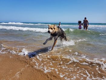 Dog on beach