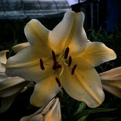 Close-up of white flower