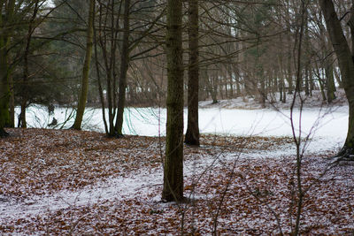 Bare trees in forest during winter