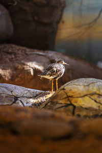 Close-up of bird perching on rock