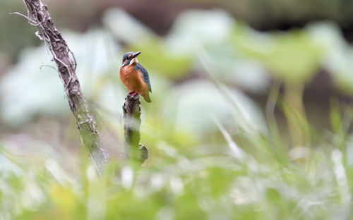 Close-up of bird perching on plant