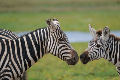 Close-up of zebras standing on field