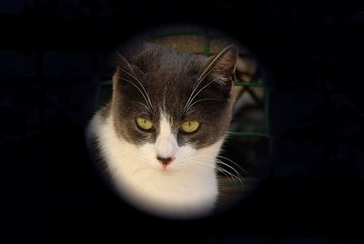 Close-up portrait of a cat