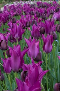 Close-up of purple crocus blooming outdoors