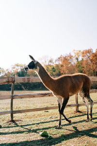 Horse standing on field against clear sky