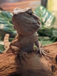 Close-up of lizard