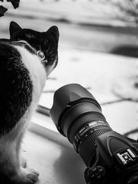 Close-up of cat sitting