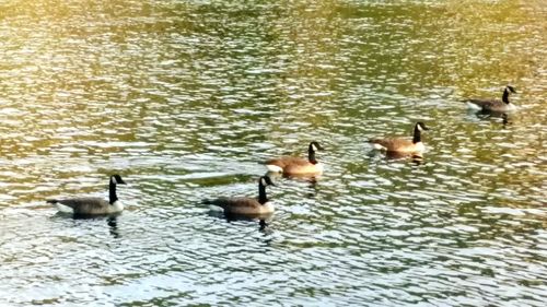 Ducks swimming in lake