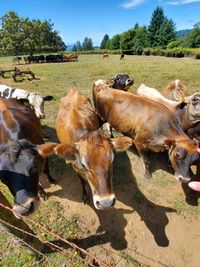 View of cow on field