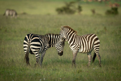 Plains zebra nuzzle each other on grass