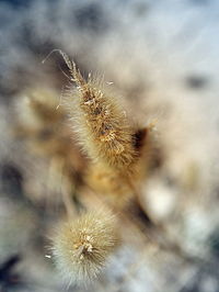 Close-up of dandelion against blurred background