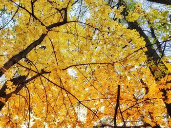 Low angle view of autumnal trees against sky