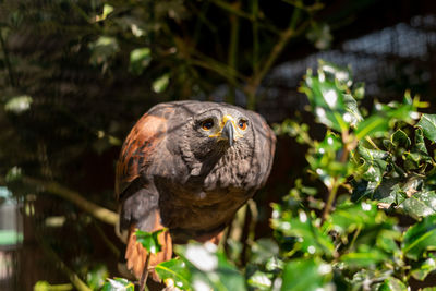 Close-up of bird perching on tree