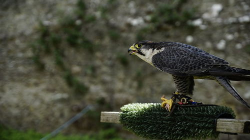 Close-up of bird perching on wooden post