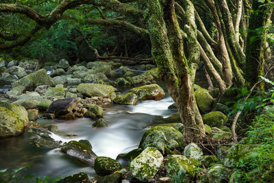 Stream flowing through rocks in forest