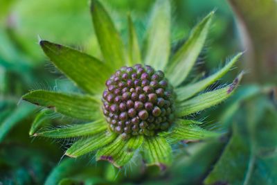 Close-up of plant growing on field