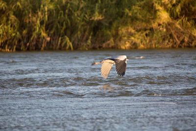 View of a bird flying over water