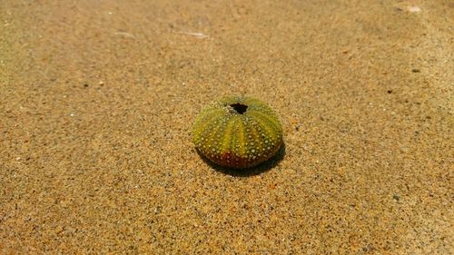 High angle view of sea urchin on sand at beach