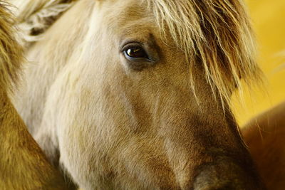 Close-up portrait of a horse