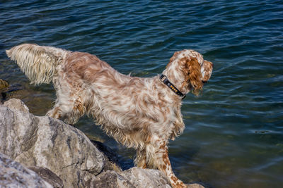 Dog by sea