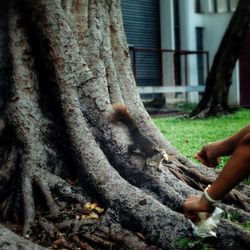 Close-up of hand holding tree trunk