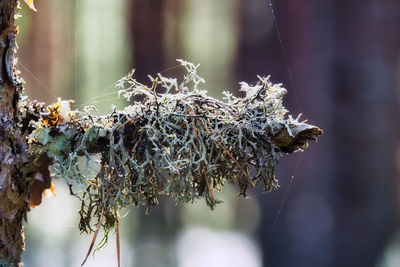 Close-up of dry plant during winter