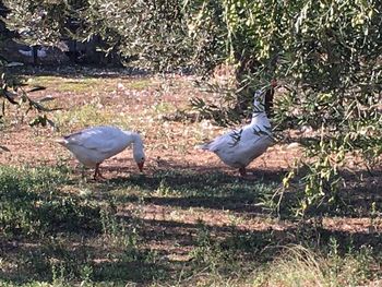 Bird perching on a field