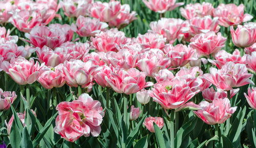 Close-up of pink tulips on field