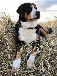 Dog relaxing on field