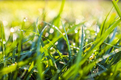 Close-up of fresh green grass in field