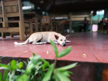 Close-up of dog lying outdoors