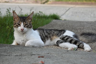 Portrait of cat lying on street