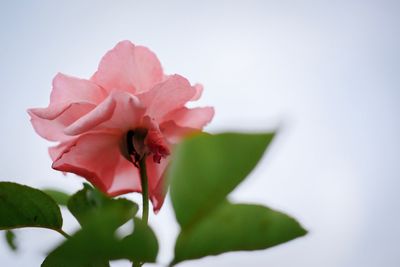 Close-up of bee flying over white flower