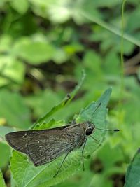 Close-up of butterfly on leaf