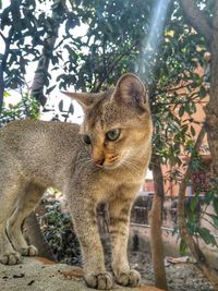 Portrait of a cat