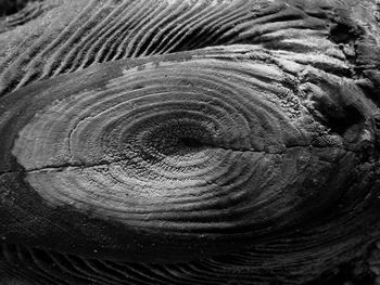 Full frame shot of tree stump