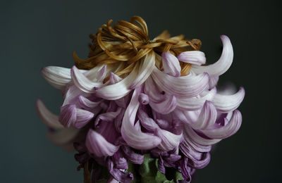 Close-up of pink rose against black background