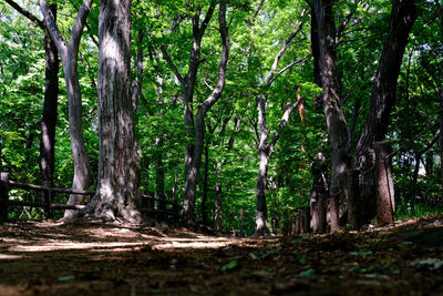 Trees in forest