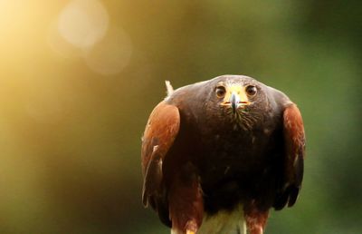 Close-up of eagle