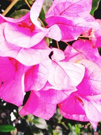 Close-up of pink rose plant