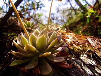 Close-up of plant