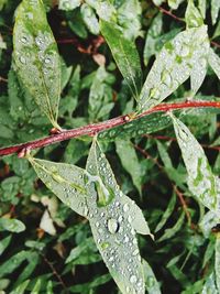 Close-up of wet plant leaves during rainy season