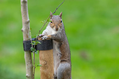 Portrait of an eastern gray squirrel climbing on a wooden post