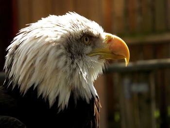 Close-up of bald eagle