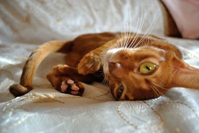 Close-up portrait of a relaxed cat