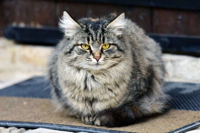 Close-up portrait of cat at home