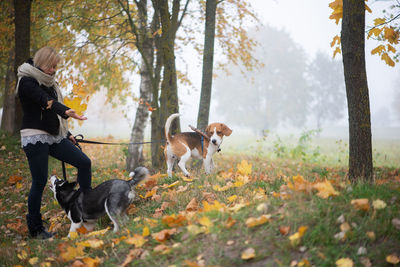 View of dogs on field during autumn