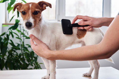 Woman brushing dog. owner combing her jack russell terrier. pet care