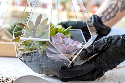 Close-up of rose on table