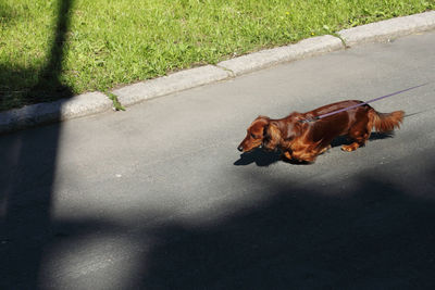 Miniature dachshund pet playing on road